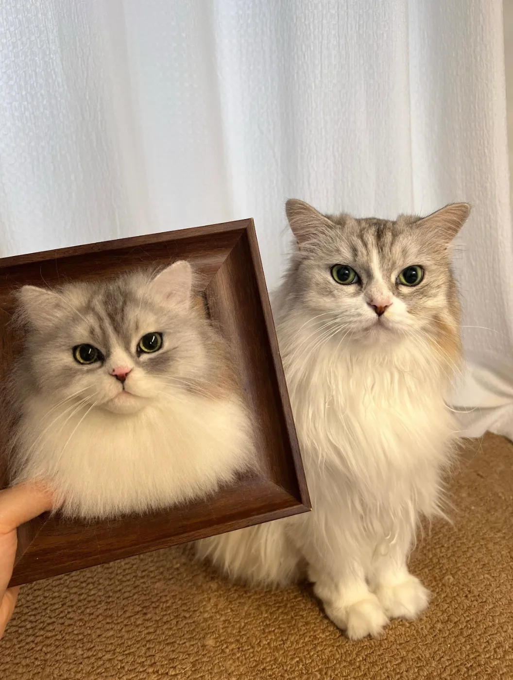 Pet portrait 3